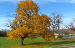 82Long Branch Park at Onondaga Lake ParkJudy Cook Onondaga County