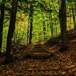 20 																																																																																											
Fall Foliage Along the Trail																																																																																																																																																																	Samantha Samsel																																																																																																																		Onondaga