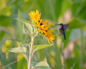 58Sunflower and hummerAnn Oliver Onondaga County