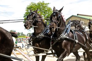 94 Horse TeamJudy Cook Onondaga County