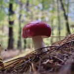 32 																																																																																											
Enchanted Forest Fungus																																																																								Bryan Tanner																																																					Onondaga