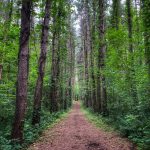 38 																																																																																											
A Walk in the Woods																																														Barbara Williams																																Onondaga