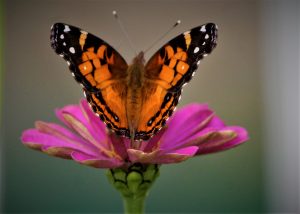 35Painted Lady ButterflyDavid Phelps Ontario County