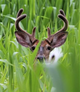 84Buck in the corn David Phelps  Schuyler County