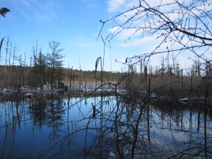 1Winter on a Lake in The WoodsBob Peters Onondaga  County