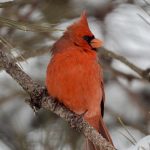 25 																																																																																											
Northern Cardinal																																																																											Casey Pierce																																																Otsego