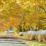 50 																																																																																											
Autumn Gold		Terese Kalenak																																																																																																																													Onondaga