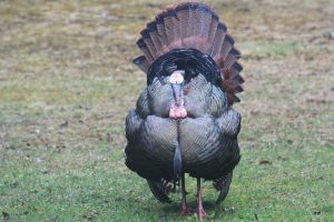 21Puffed and proud Pam Whiting  Oswego County