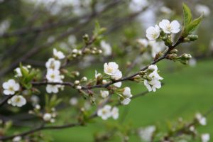 65 Blossoms on a Cherry Tree: The Image of SpringEmily Stedman Onondaga County