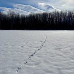 10 																																																																																											
A Mighty Deer was HereCarol Ann Perrigo																																																																																																																																			Onondaga