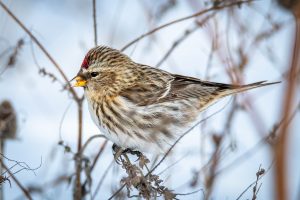 55Common Redpoll at Onondaga LakePeter AndrusyszynOnondaga County