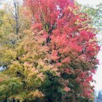 14 																																																																																											
Tree of Many Colors																																																																				Fran Deluca																																																Onondaga