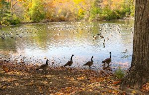 63A Migratory Stopover Judith Cook  Onondaga County