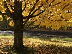 62Under the golden Maple tree Michael Lozar Onondaga County