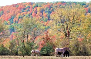 7Working horses David Phelps Ontario County