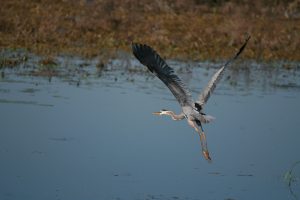 5 Taking Flight James Sweeney Seneca County