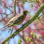 31 																																																																																											
Spring is in the Air																																																																																																															Jill Andrews																																																																									Cayuga