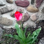 32 																																																																																											
Spring Blossom																																																																																																																Christy Knapp																																																																									Oneida