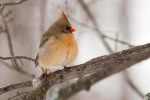 2 Cardinal's Winter CoatLarry Rocco Oneida County