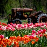 24 																																																																																											
Tulips Blooming																																																																																																								Kevin Hoehn																																																																					Oneida