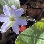 15 																																																																																											
Hepatica Bloom																																																																																																							James Buchanan																																																															Onondaga