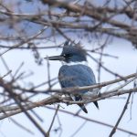 52 																																																																																											
Belted Kingfisher																																																																																													Leslie Kraus																																																									Onondaga