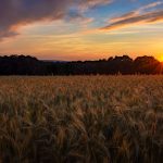 13 																																																																																											
Golden Hour																																																																																																																																		Lee Bertone																																																																																						Onondaga