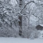 46 																																																																																											
Snowy Day in Lansing																																																																																									Bimala Colavito																																																							Tompkins