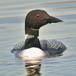 25 																																																																																											
Loons Have Returned																																																																																																									Dennis Waldron																																																																						Onondaga