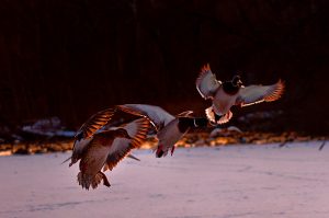 22Mallards on an icy pondTimothy Kane Onondaga