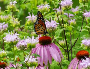 30The Pollinators GardenMark Avery Tompkins County