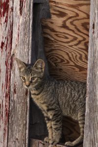 77 Barn KittyMelanie Shum Ontario County