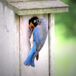 8 																																																																	Bluebird Feeding Time						Rennae Marshall Christman									Oneida