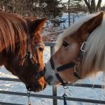 36 																																																																																											
Equine Valentine																																																																																			Meghan Stedman																																																				Onondaga