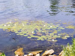 51Monet's Garden at Onondaga Lake Park  Diane Brickman  Onondaga County