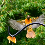 30 																																																																																											
Oriole Coming in for a Snack																																										Patrick Varley																													Onondaga