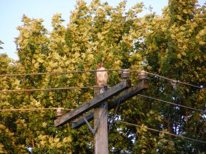 41Red-tailed Hawk Richard Reiter Onondaga County