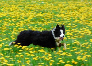 69Field of Dandelions Barbara Linsley  Madison County