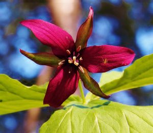 61Trillium with visitorJT Hall Onondaga County