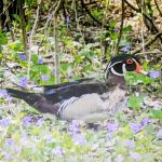 29 																																																																																											
Wood Duck in the Violets																																																																																																													Maryann Thompson																																																																								Onondaga