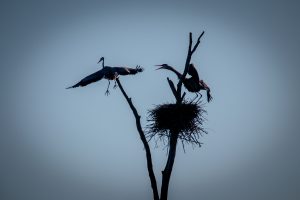 72Heron Flight  Peter Andrusyszyn  Cayuga County