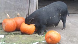 40Pig in a Pumpkin Rob Bick Onondaga