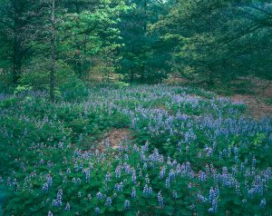 70Rome Sand Planes Lupines Roy Senn Oneida County