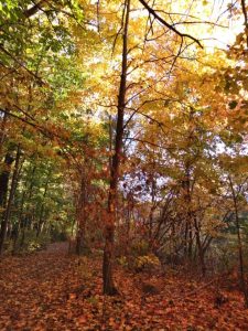 19Fall colors Chloe Wells-Burlingame Tompkins County