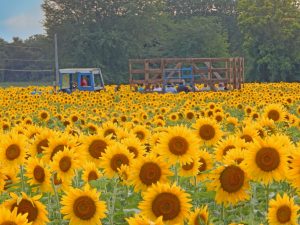 15Ride Through the Sea of SunflowersMarshall Handfield Wayne