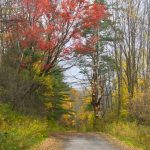 61 																																																																																											
Along the Road																																																															David Spaulding																																														Broome