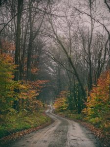 49Happy Valley State Wildlife Management AreaSteven Tryon Oswego County