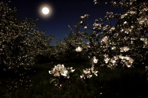 9A quiet night in an apple orchard.Timothy Kane Onondaga  County