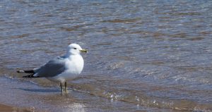 48Seagull in the SunshineSayge Hill Onondaga County