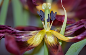 7 											Macro Floral Photography			Lisa Lynch		Herkimer